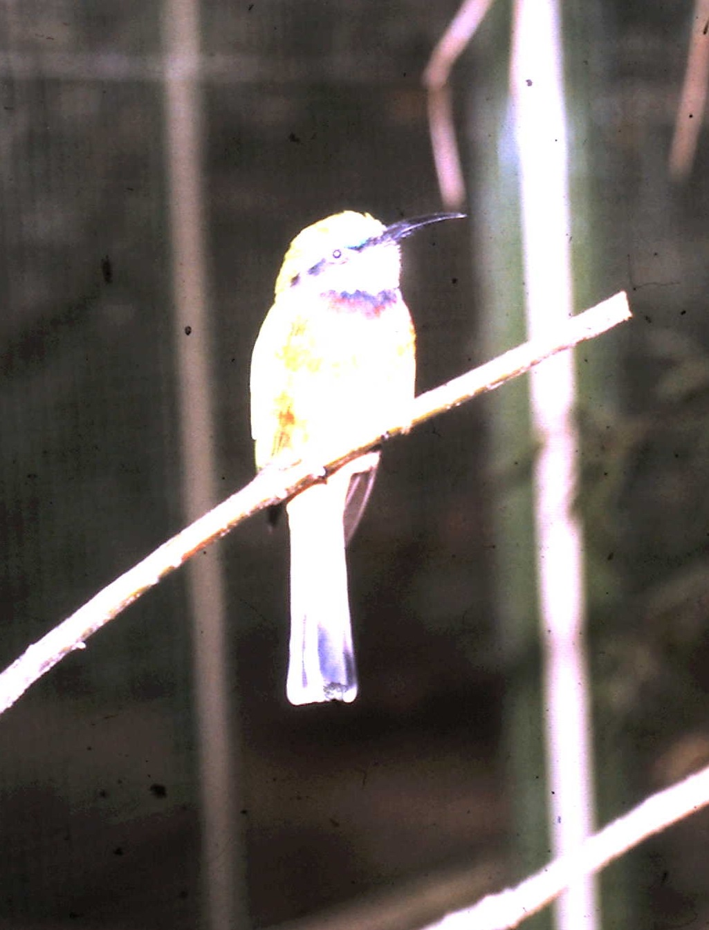 Cinnamon-chested bee-eater