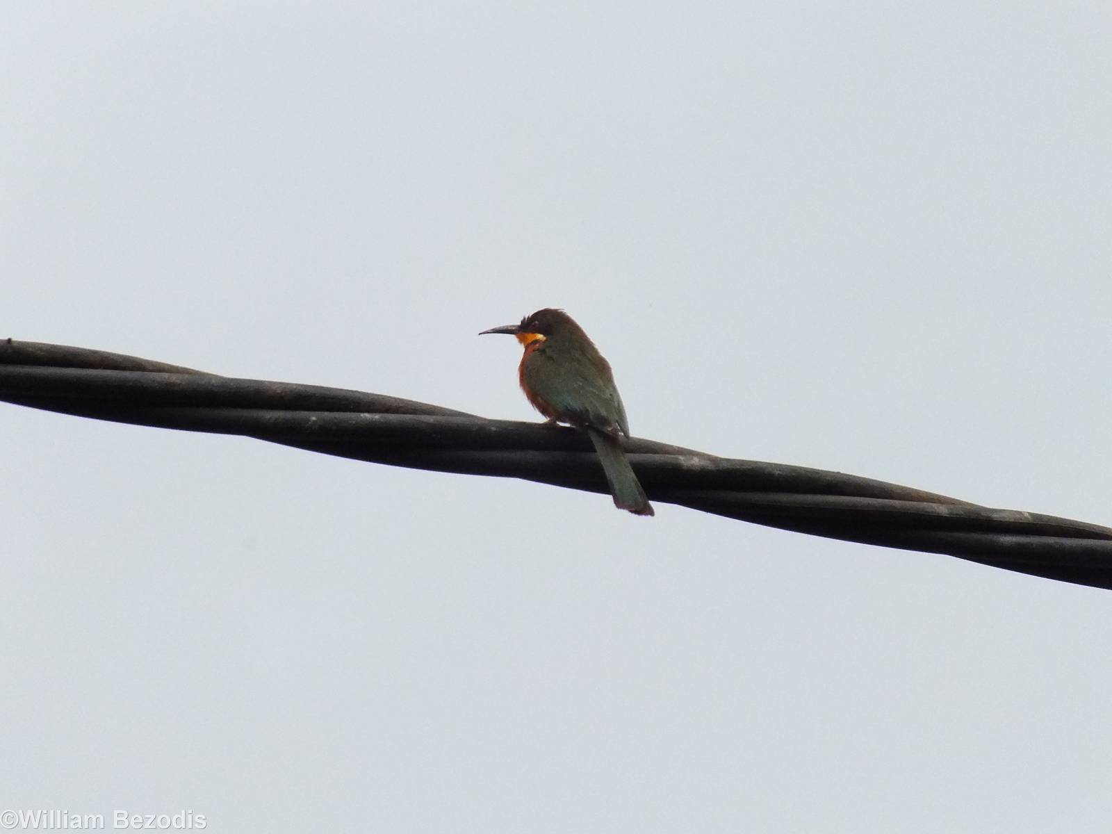 Cinnamon-chested Bee-eater