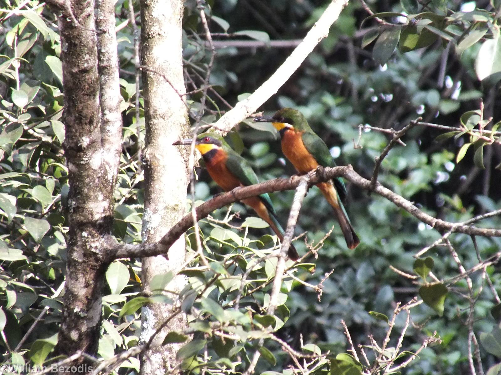 Cinnamon-chested Bee-eaters
