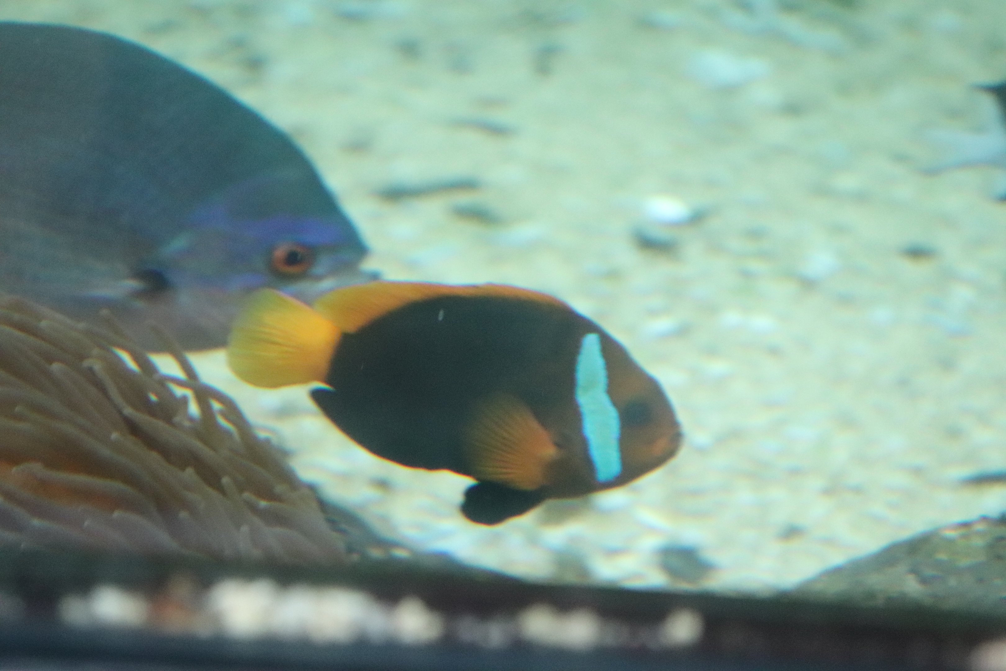 Cinnamon Clownfish (Amphiprion melanopus) - SEA LIFE Sydney