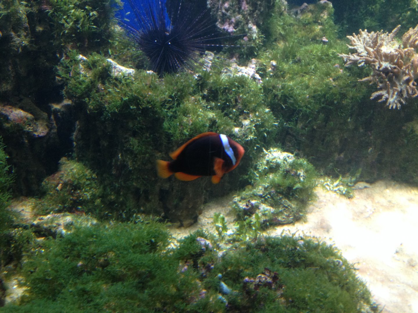 Cinnamon clownfish