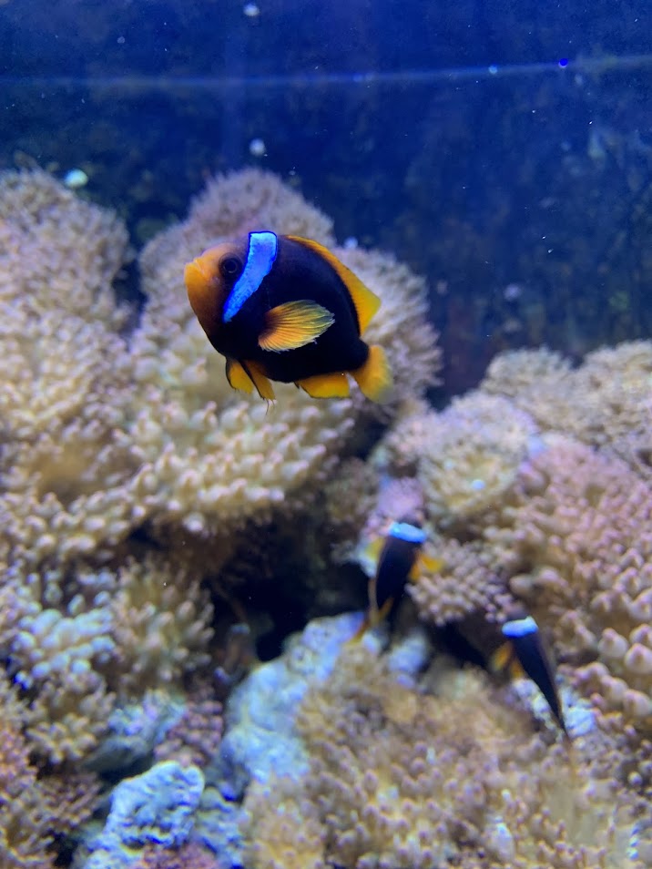 Cinnamon clownfish
