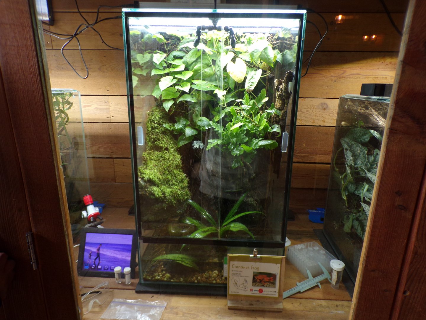 Cinnamon frog terrarium 29.6.24