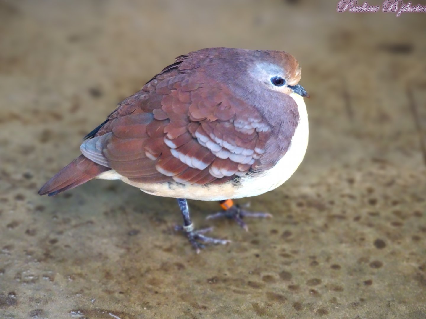 Cinnamon Ground Dove 16 November 2025