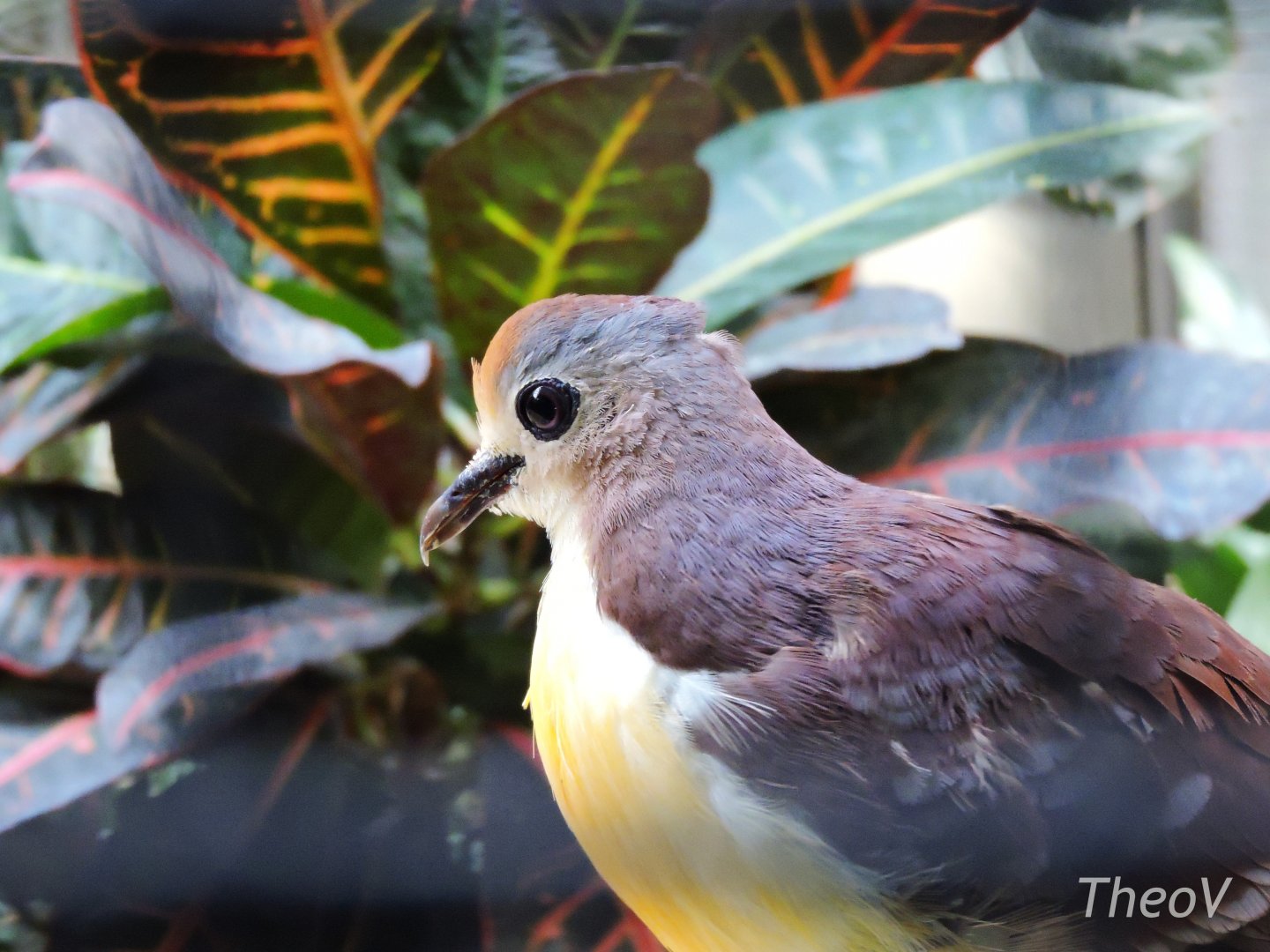 Cinnamon ground dove [2017]
