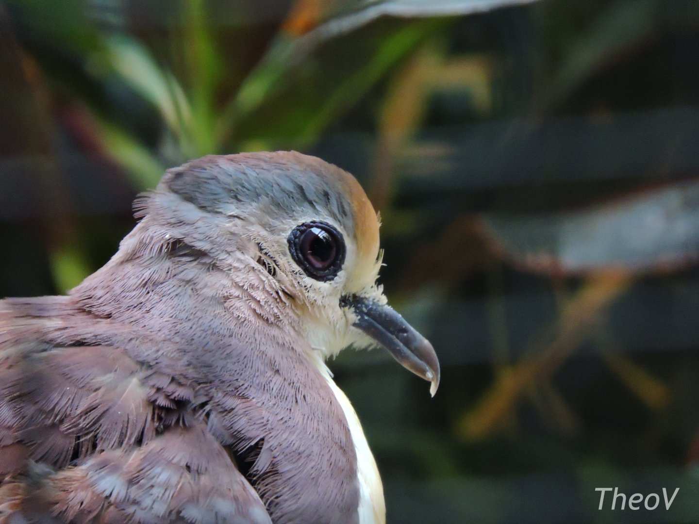 Cinnamon ground dove [2017]