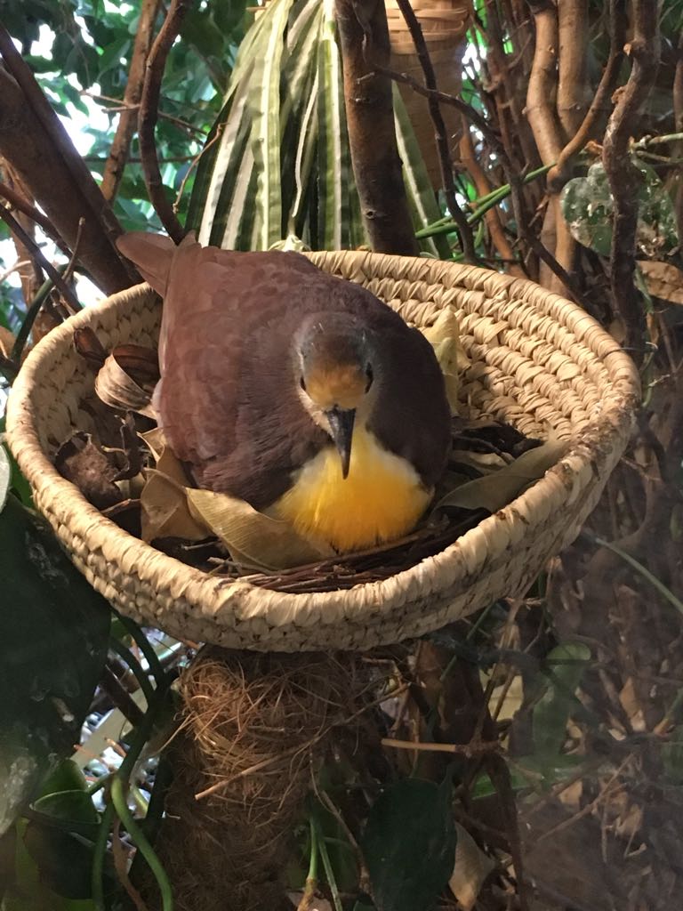 Cinnamon ground dove 280118