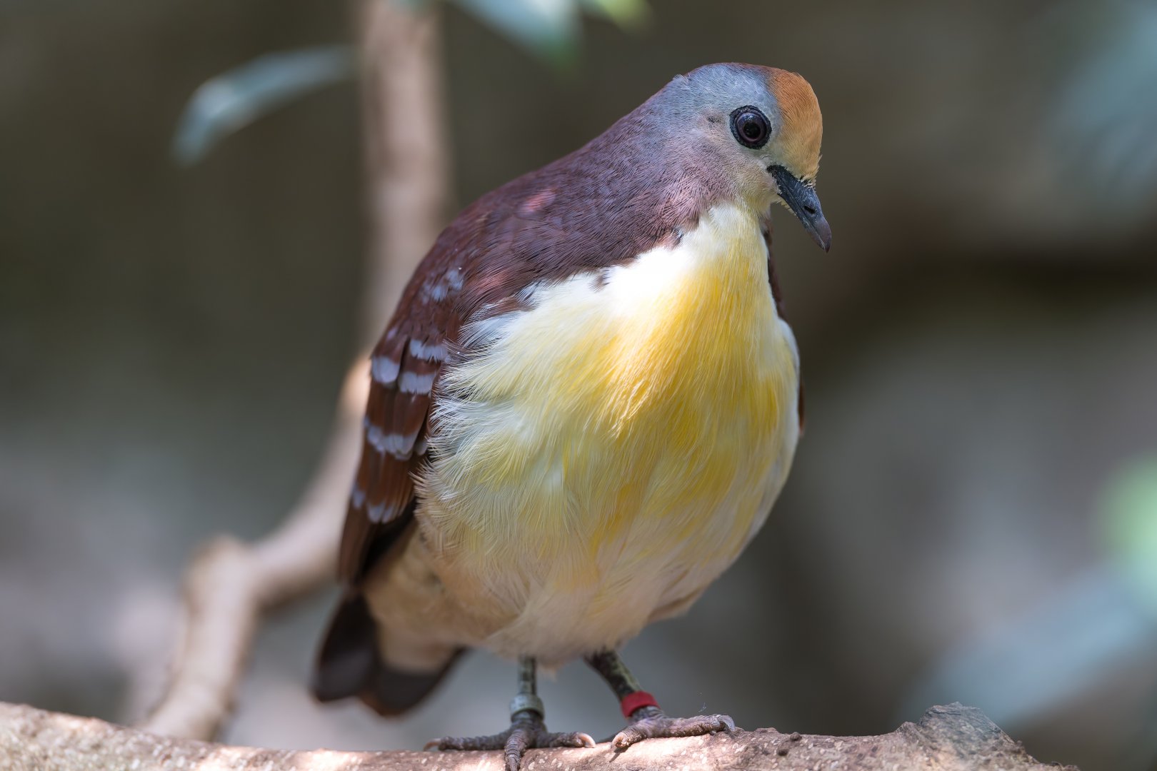 Cinnamon Ground Dove, Chester, UK