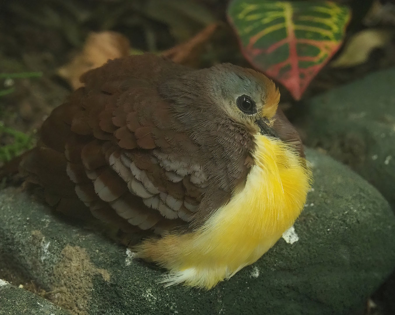 Cinnamon ground dove (Gallicolumba rufigula), 2022-08-16