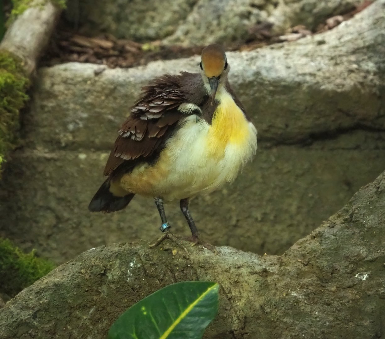 Cinnamon ground-dove (Gallicolumba rufigula), 2023-04-08