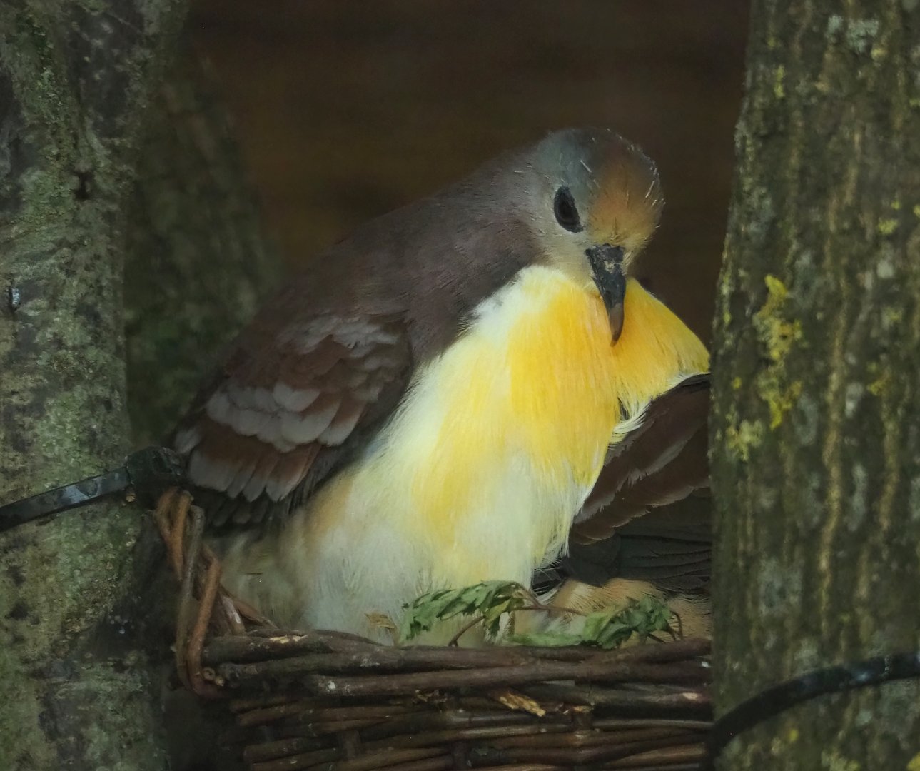 Cinnamon ground dove (Gallicolumba rufigula), 2023-07-02