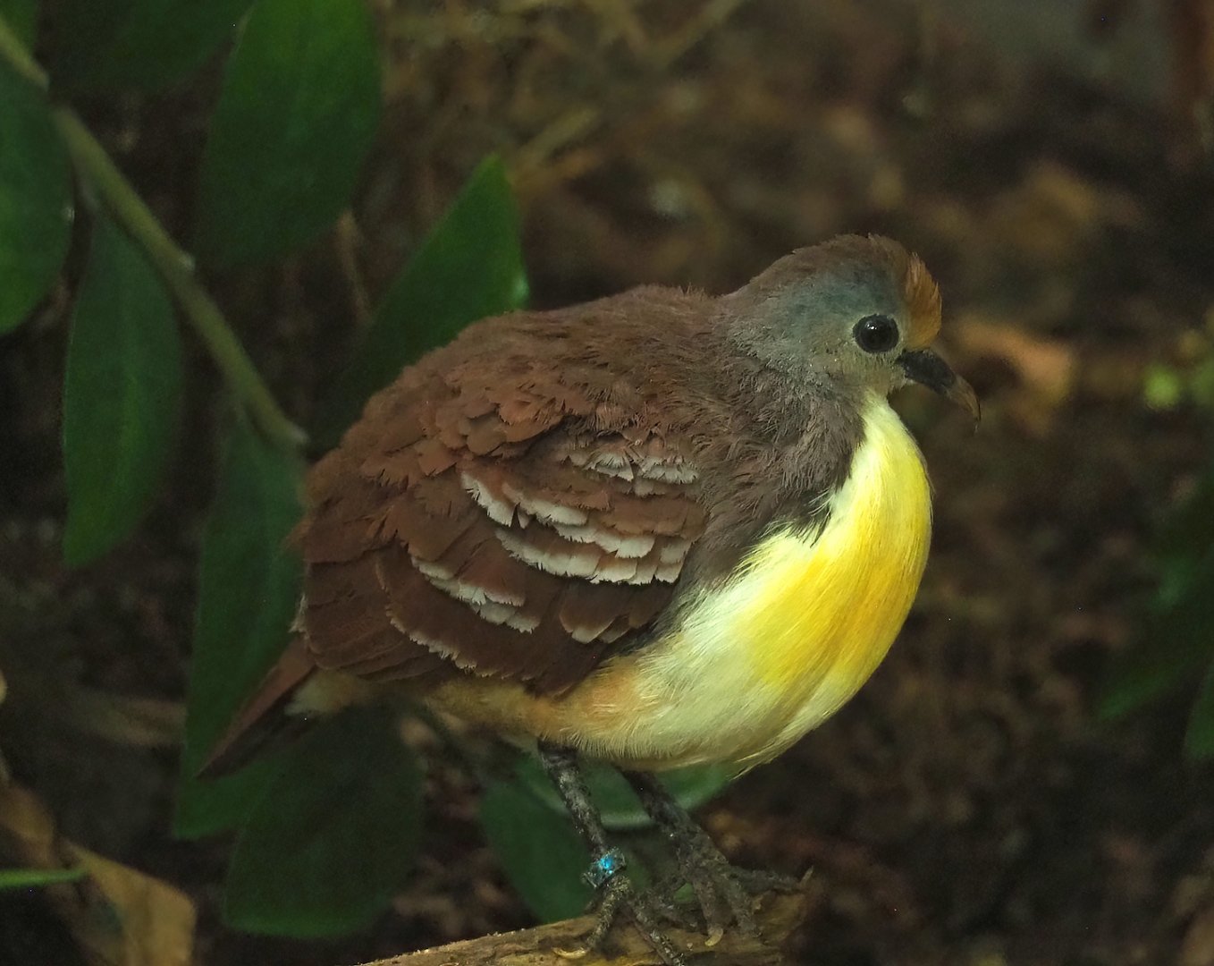 Cinnamon ground dove (Gallicolumba rufigula), 2024-02-17
