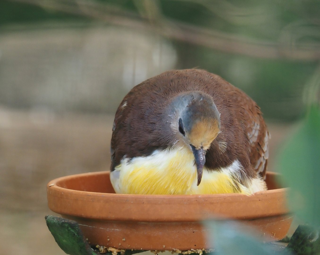 Cinnamon ground-dove (Gallicolumba rufigula), 2024-05-23