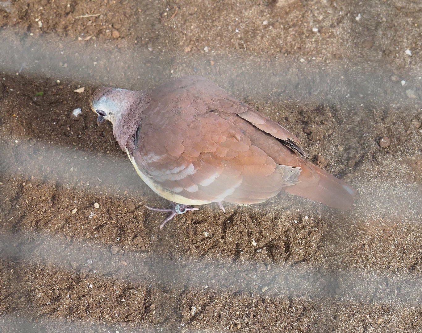 Cinnamon ground dove (Gallicolumba rufigula rufigula), 2022-08-28