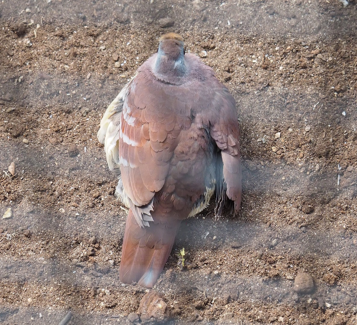 Cinnamon ground dove (Gallicolumba rufigula rufigula), 2022-08-28