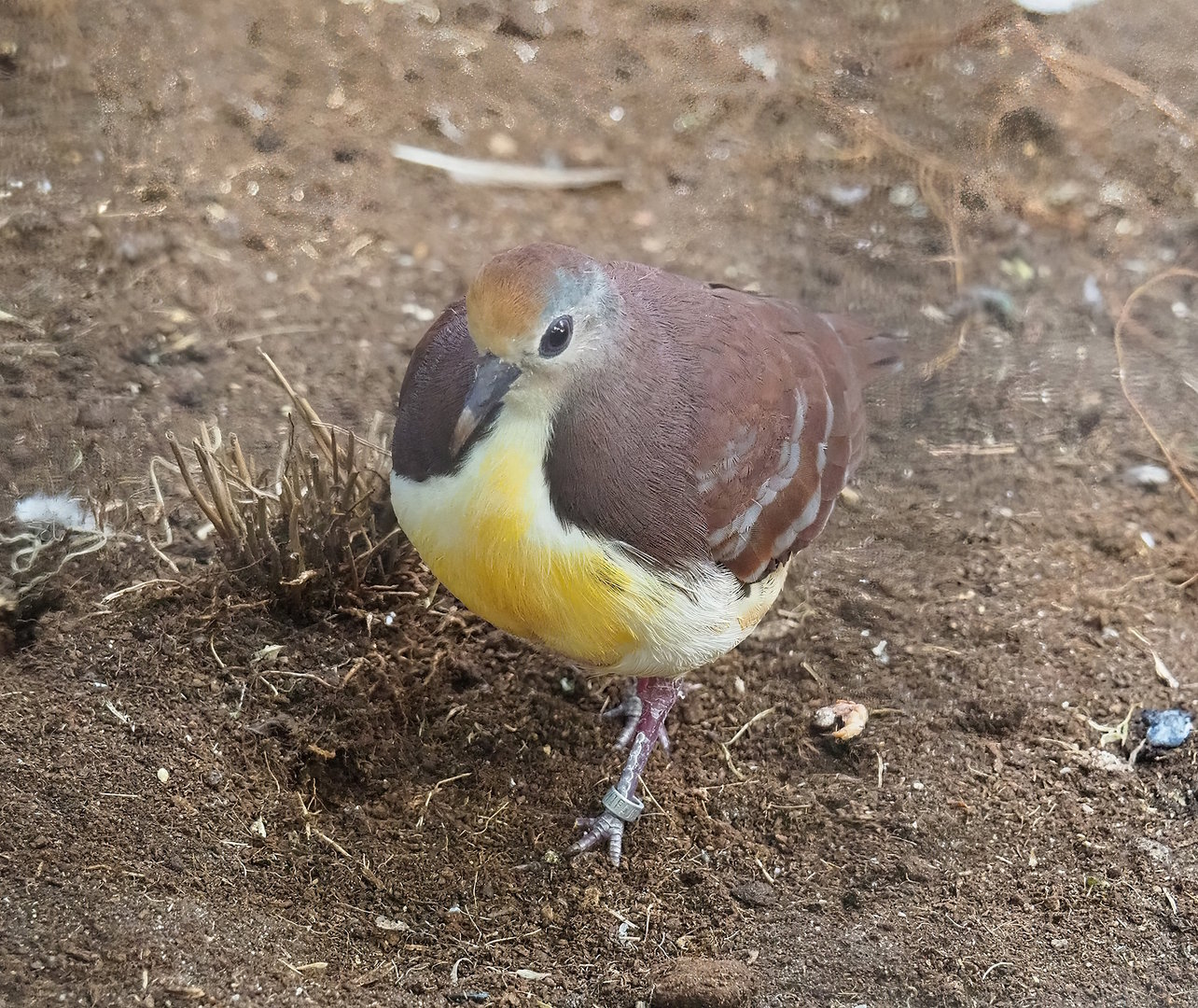 Cinnamon ground dove (Gallicolumba rufigula rufigula), 2022-08-28