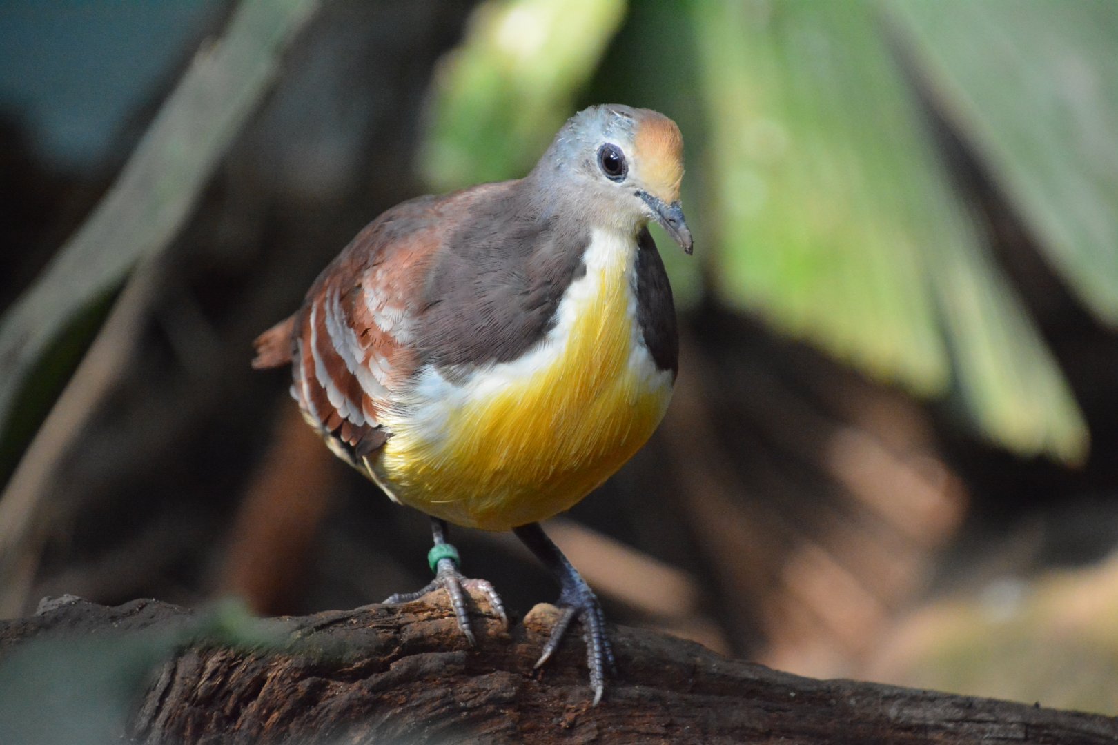 Cinnamon ground-dove (Gallicolumba rufigula rufigula)