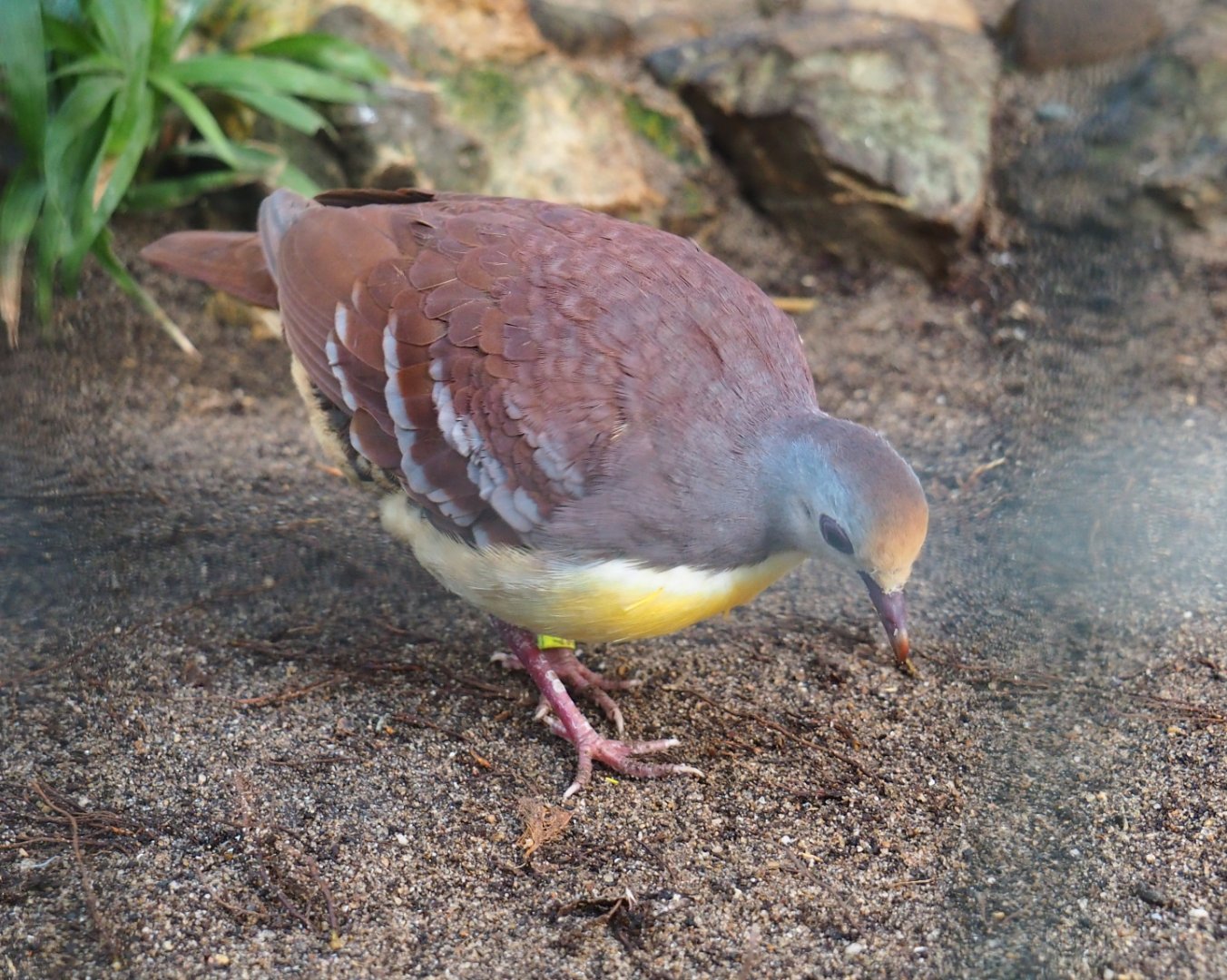 Cinnamon ground dove (Gallicolumba rufigula), Sep 2nd, 2018
