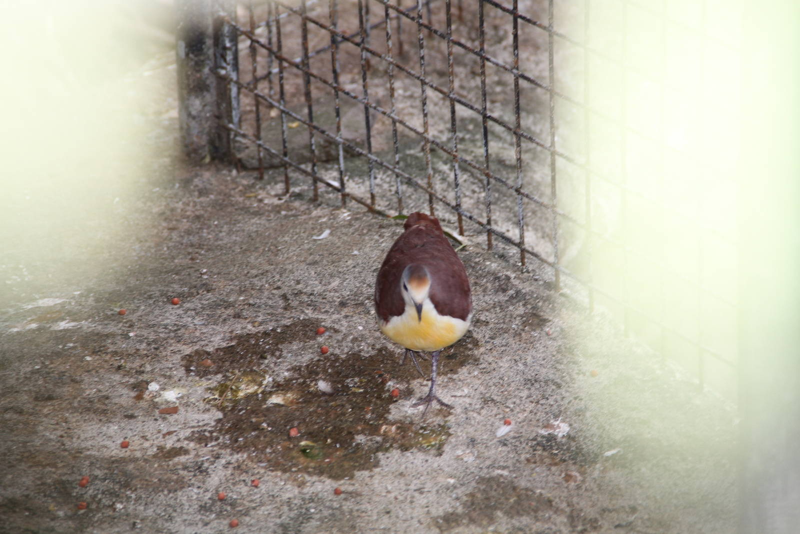 Cinnamon Ground Dove (Gallicolumba rufigula)