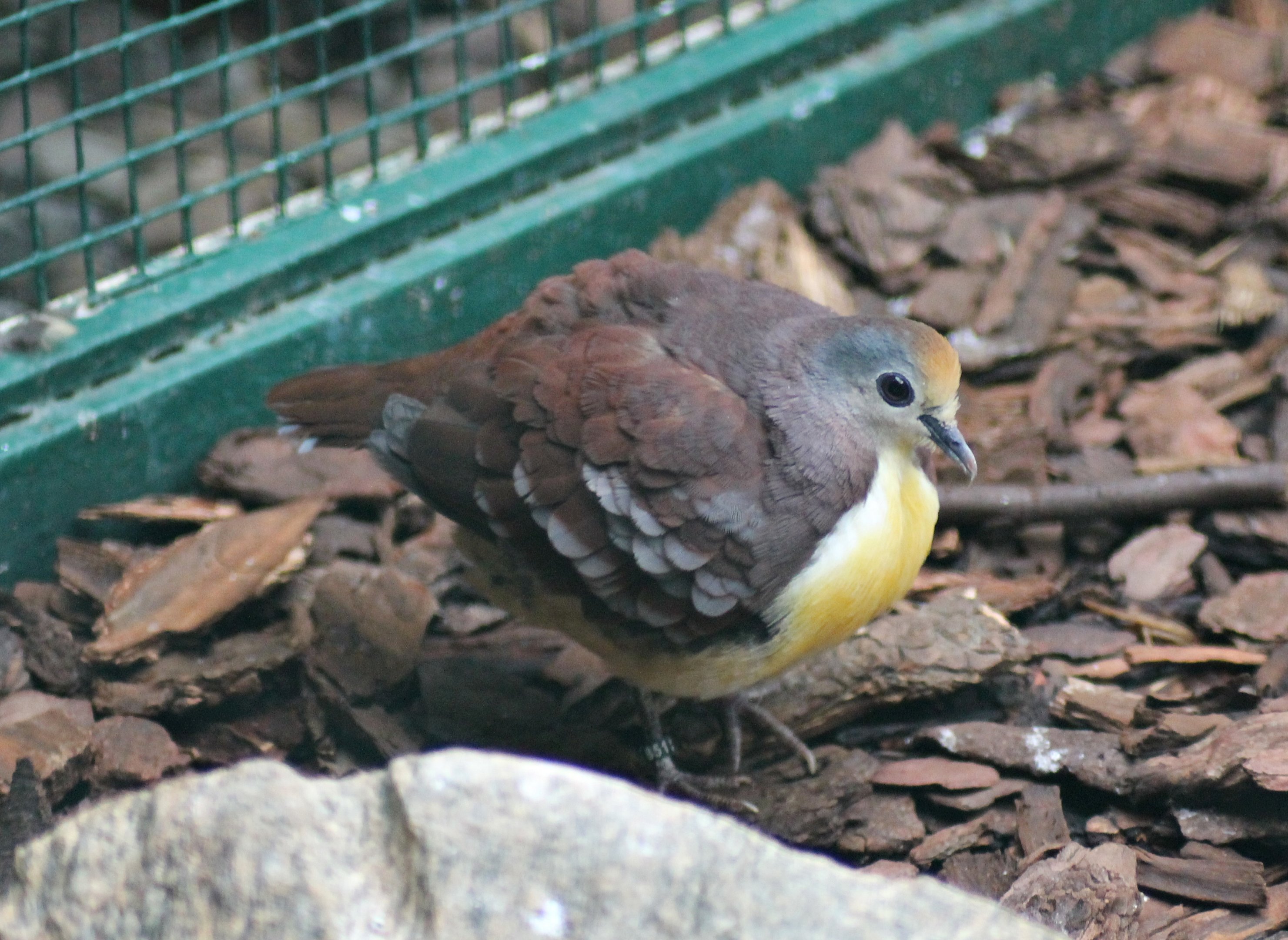 Cinnamon ground dove (Gallicolumba rufigula)