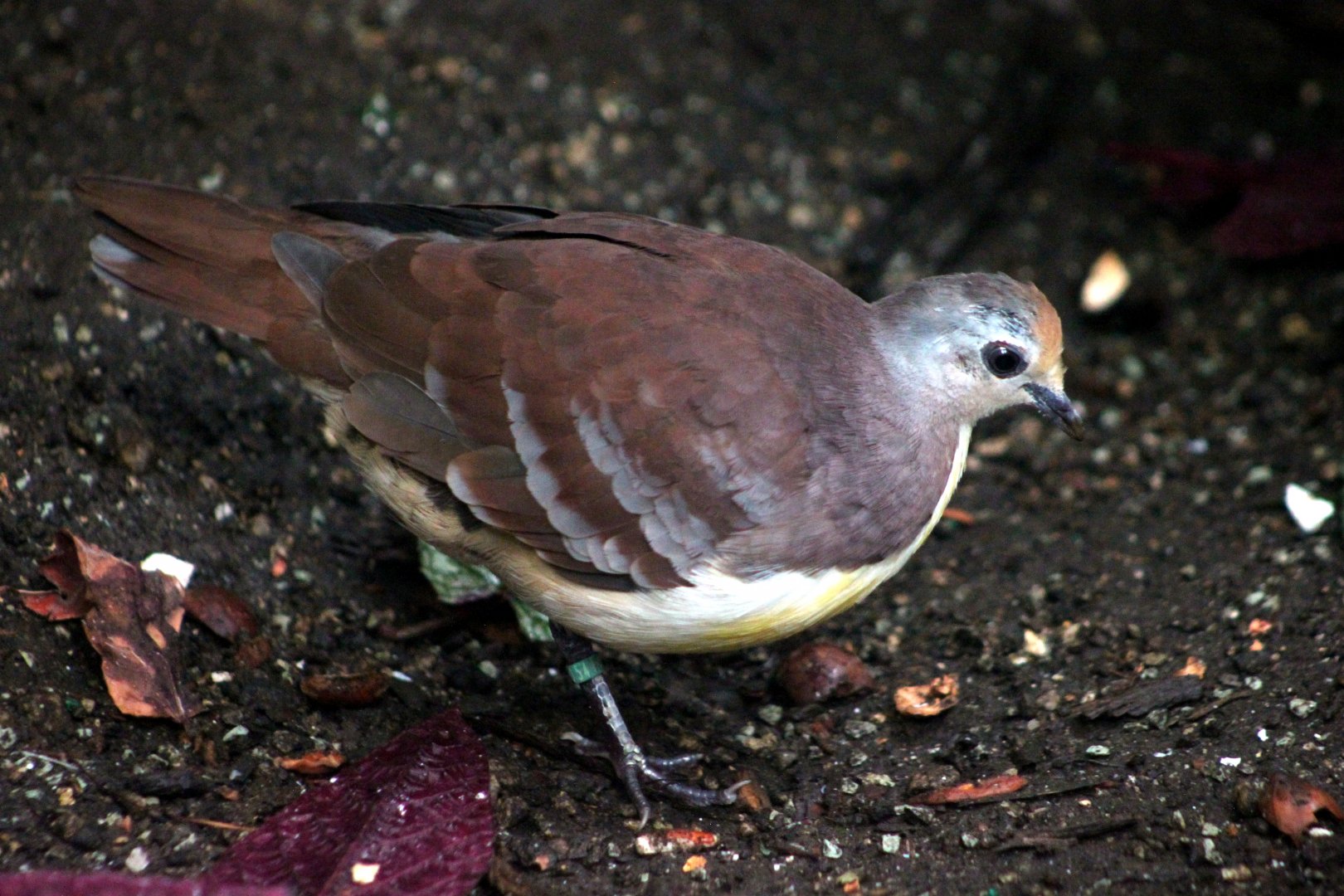 Cinnamon ground-dove (Gallicolumba rufigula )