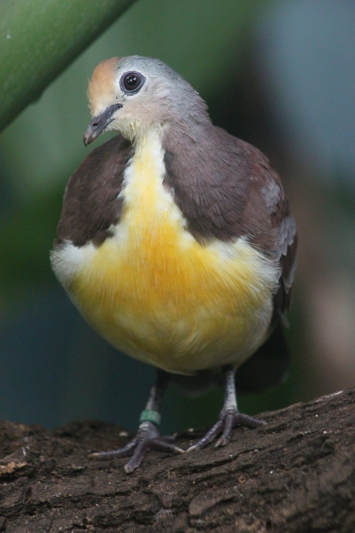 Cinnamon ground-dove (Gallicolumba rufigula)