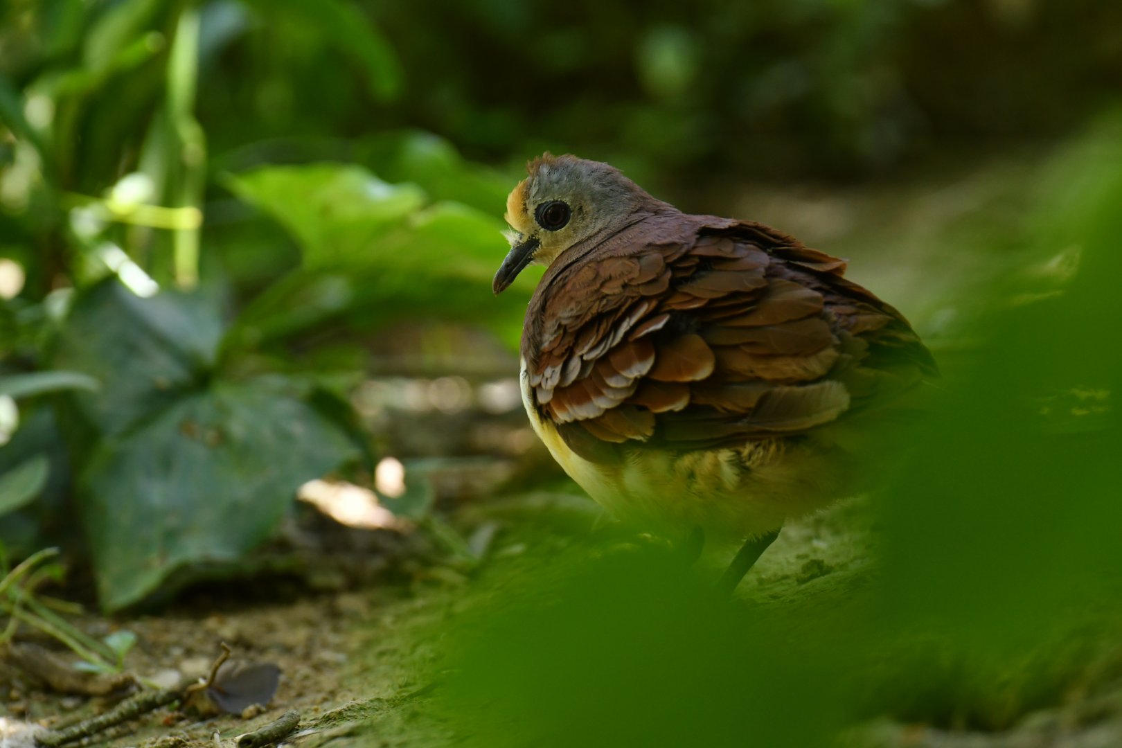 Cinnamon Ground-Dove Gallicolumba rufigula