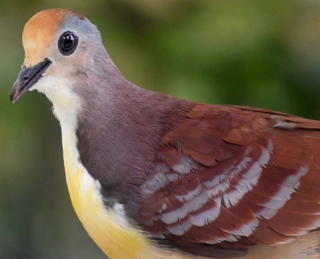 Cinnamon Ground Dove (Gallicolumba rufigula)
