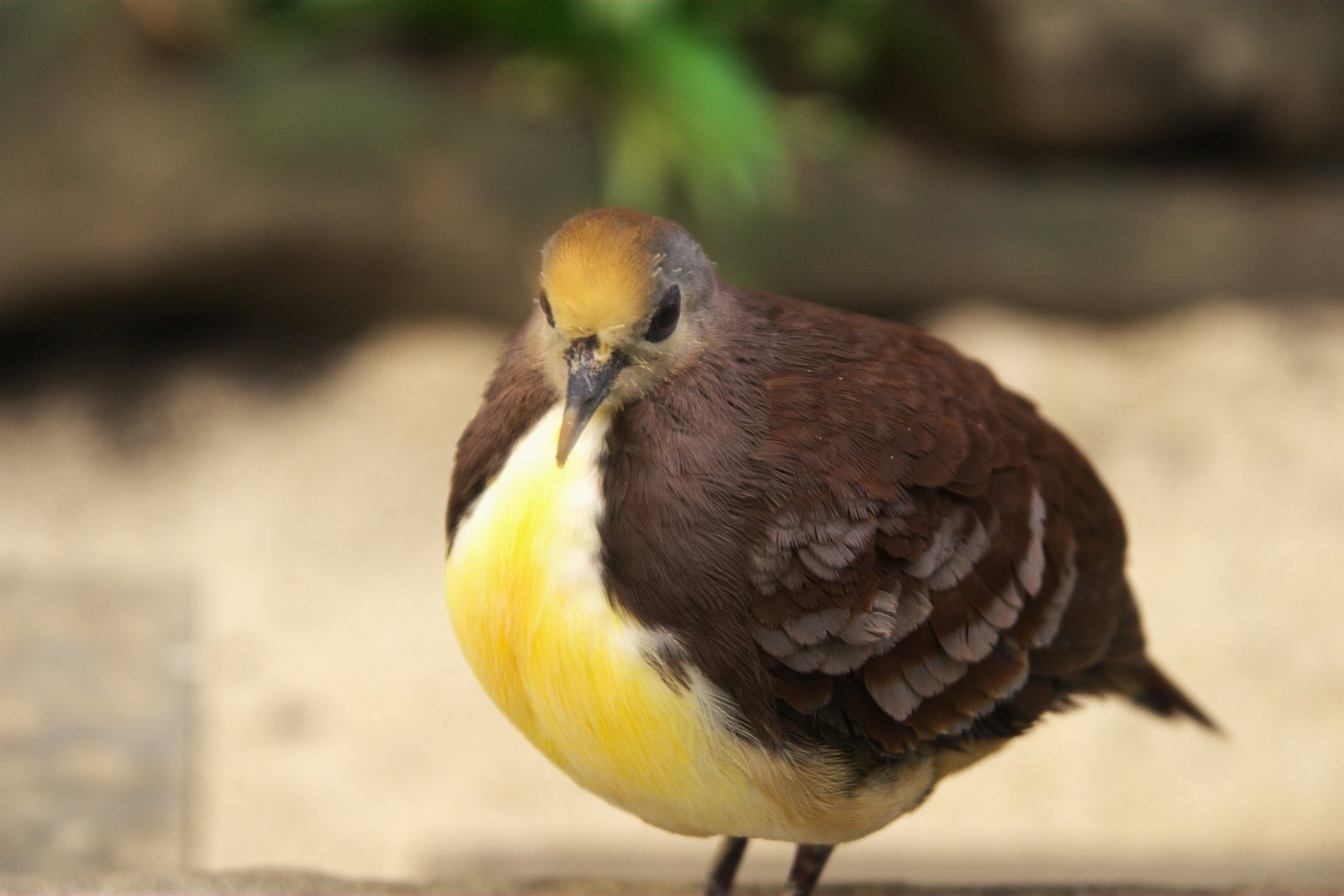 Cinnamon Ground Dove (Gallicolumba rufigula)