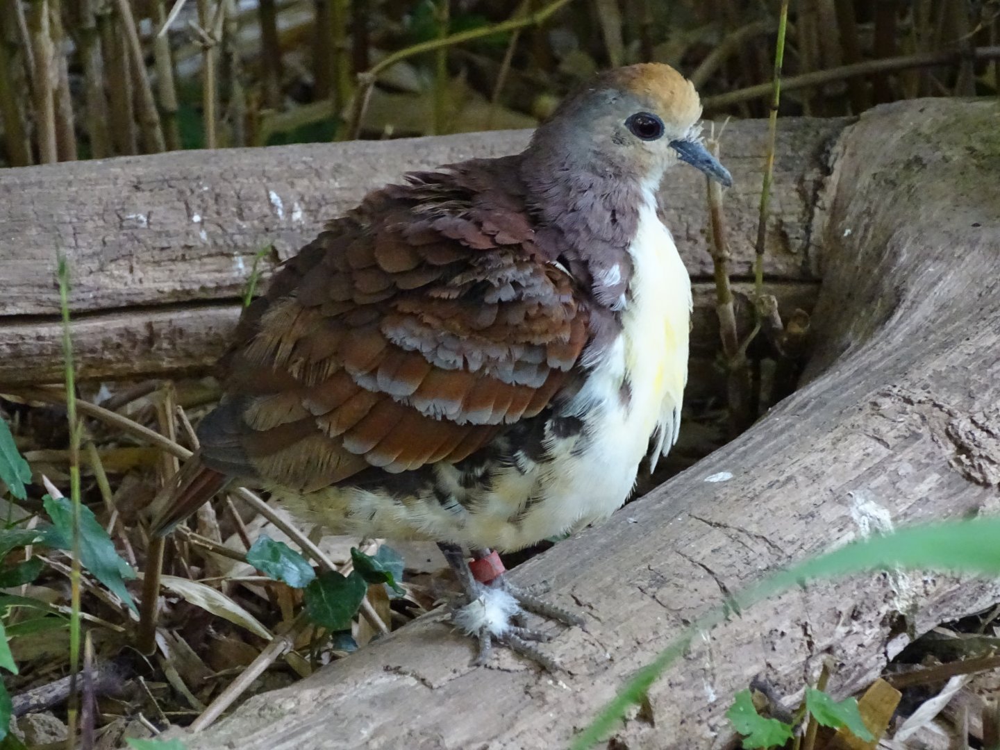 Cinnamon ground dove (Gallicolumba rufigula)