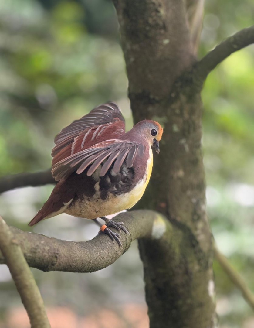 Cinnamon Ground Dove (Gallicolumba rufigula)