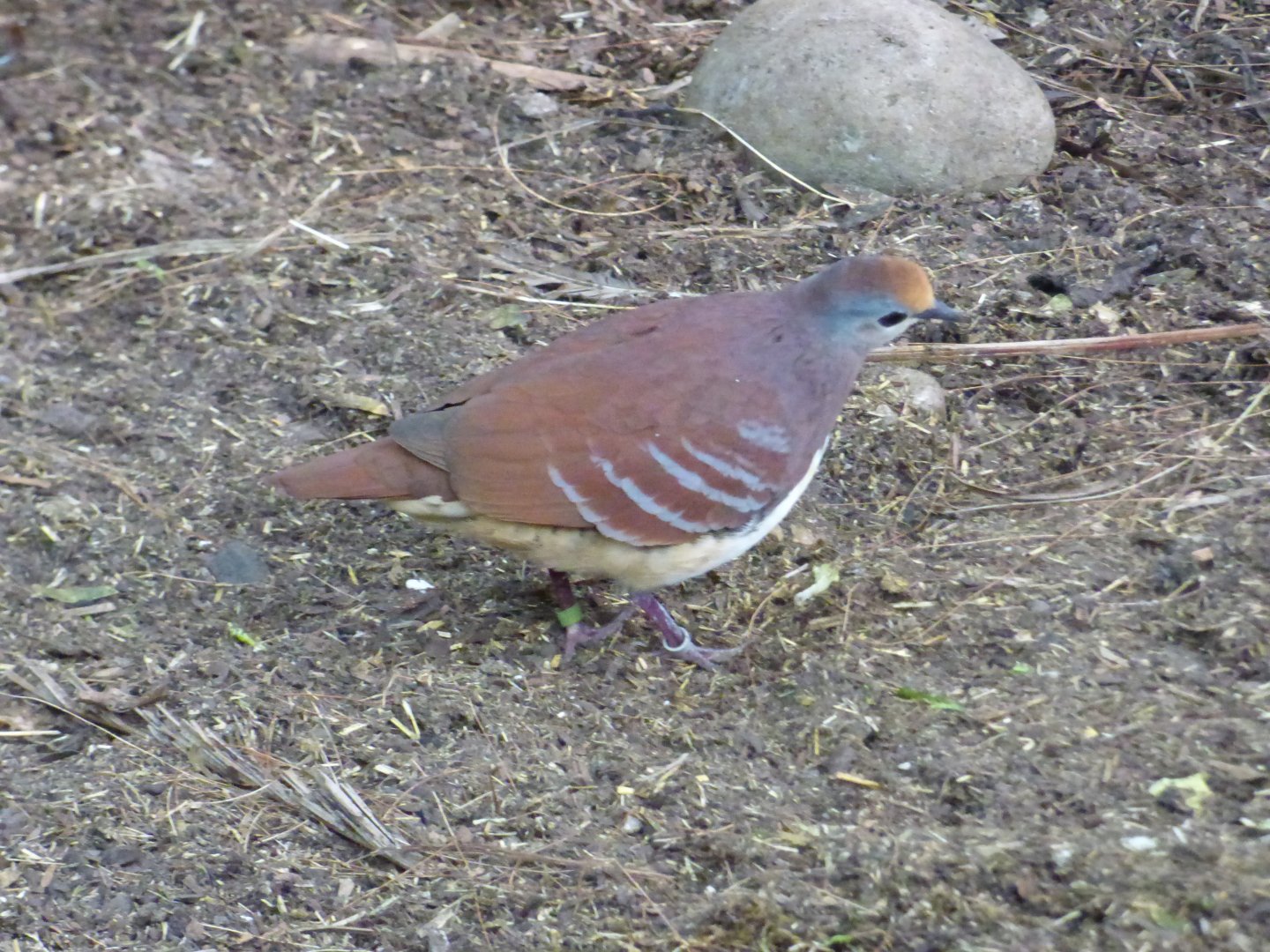 Cinnamon Ground Dove in the Monsoon Forest