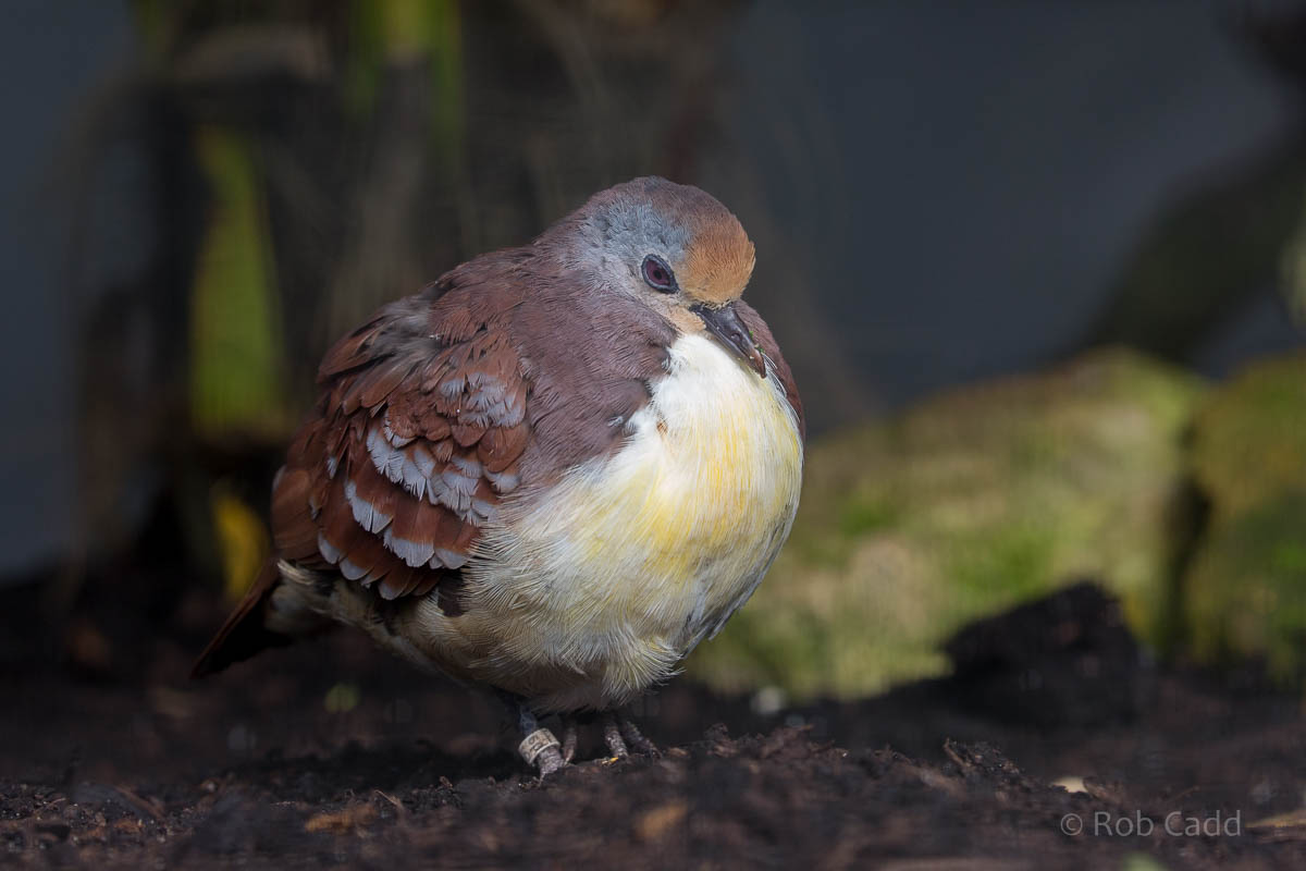 Cinnamon ground dove : Waddesdon : 09 Oct 2015