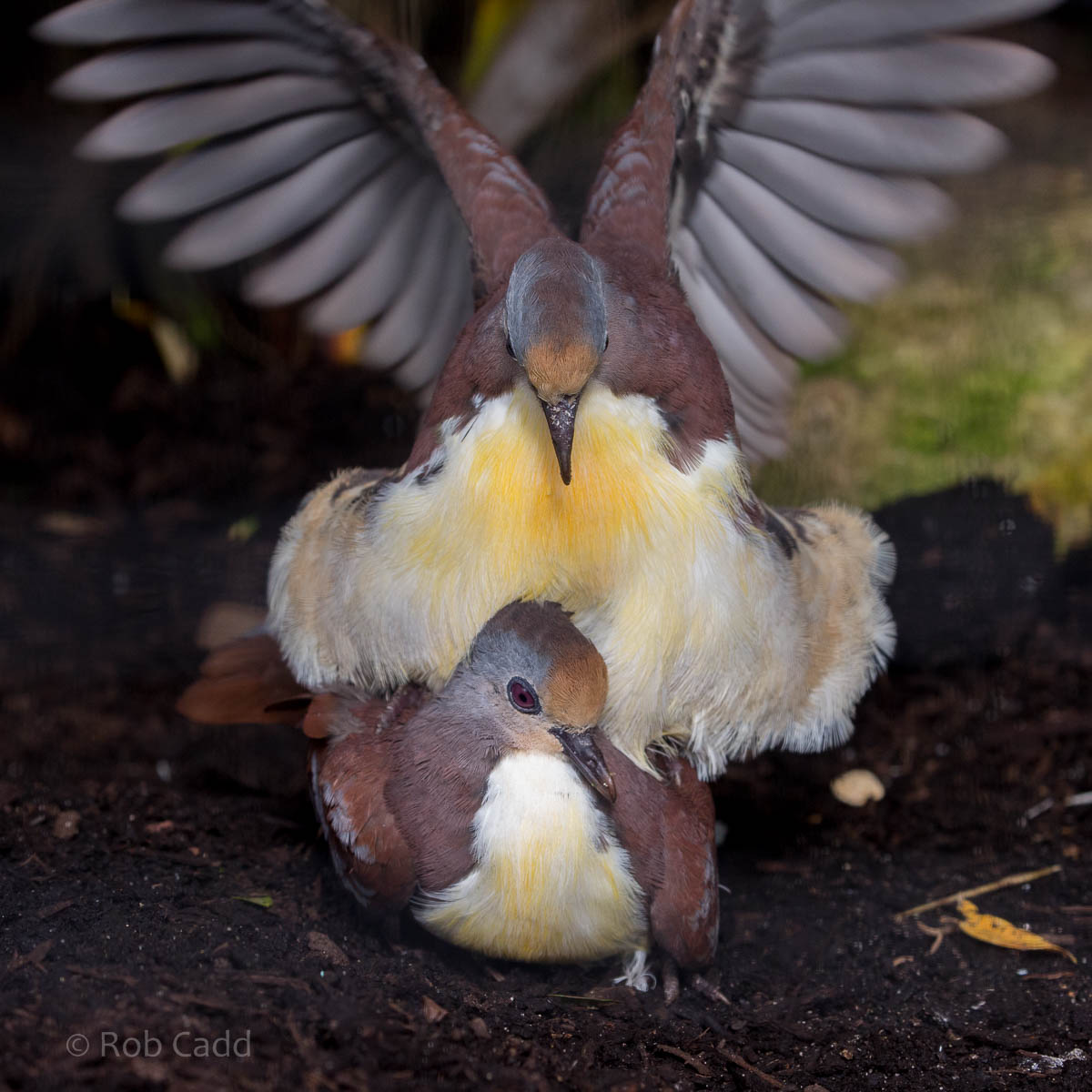 Cinnamon ground dove : Waddesdon : 09 Oct 2015