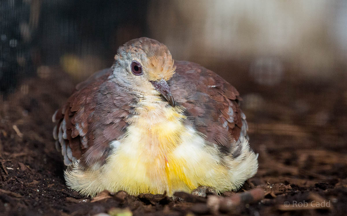 Cinnamon ground dove : Waddesdon : 11 Oct 2015
