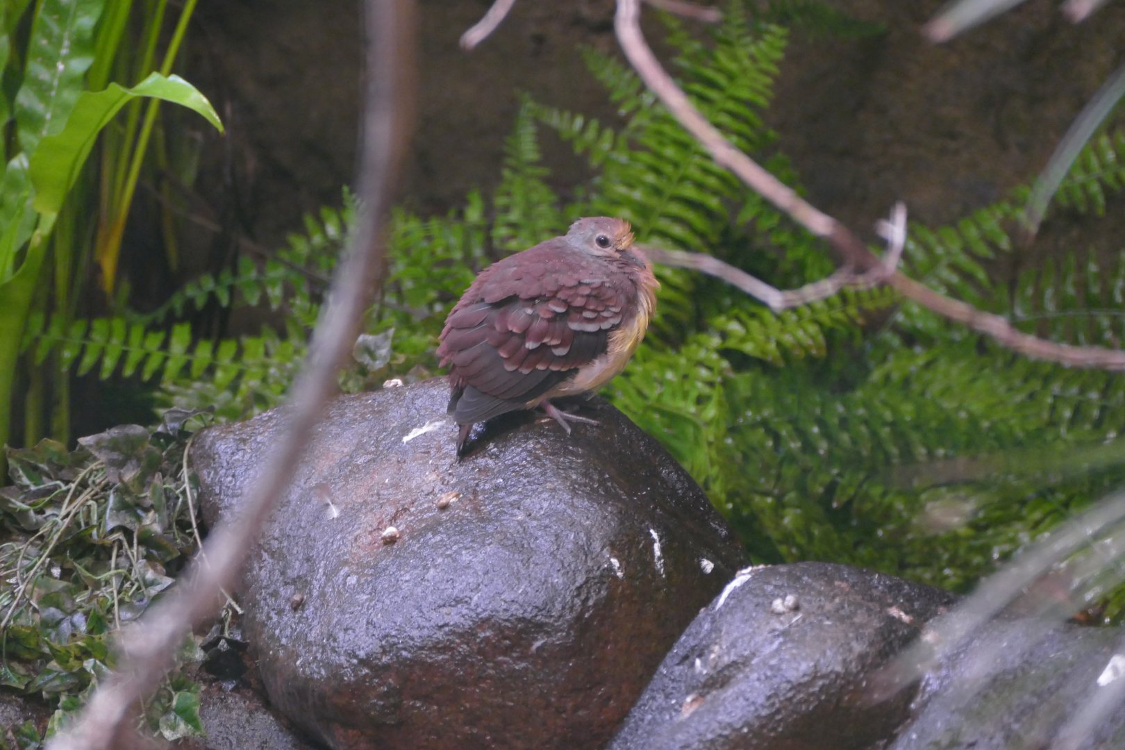 Cinnamon ground-dove youngster