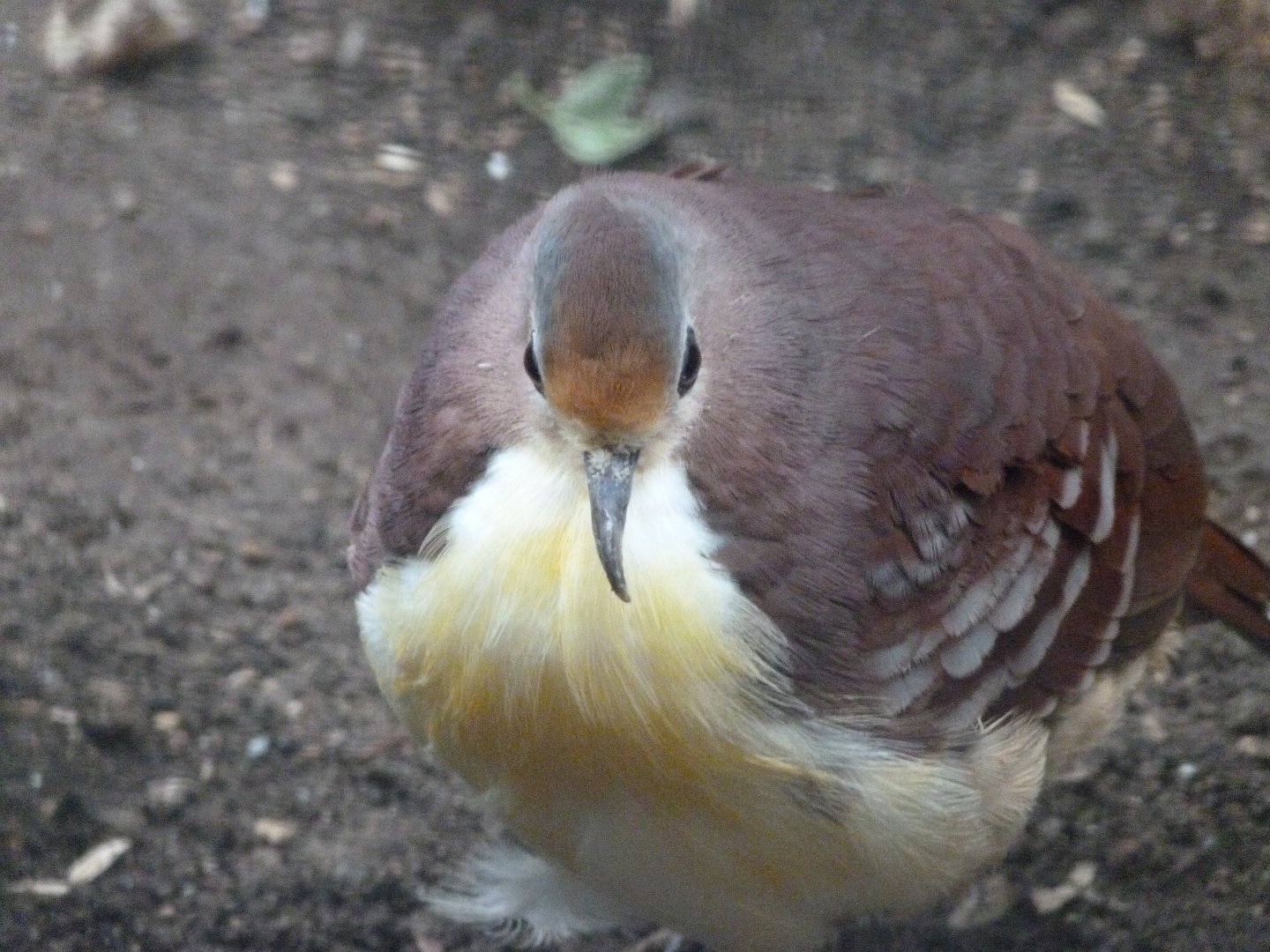 Cinnamon ground dove -Zoologischer Garten Berlin (2024)