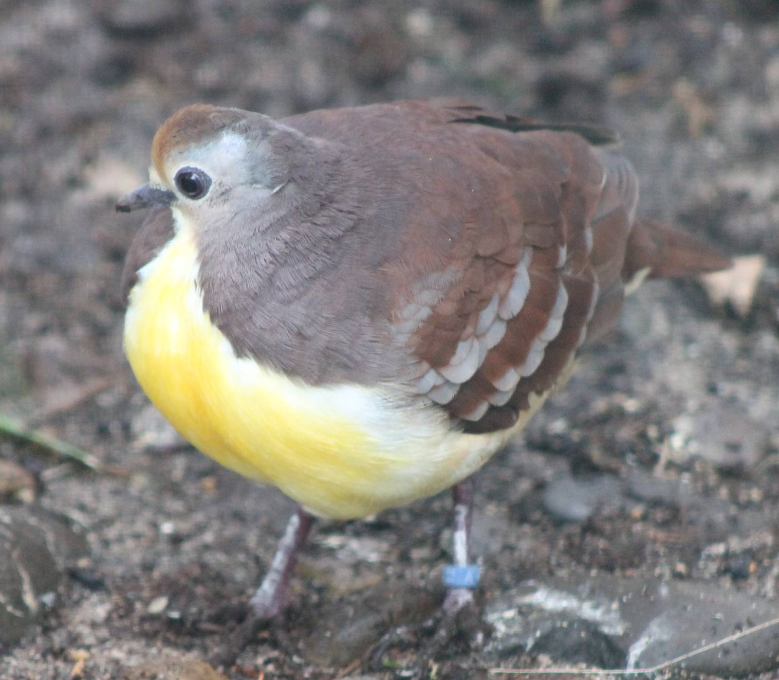 Cinnamon ground dove