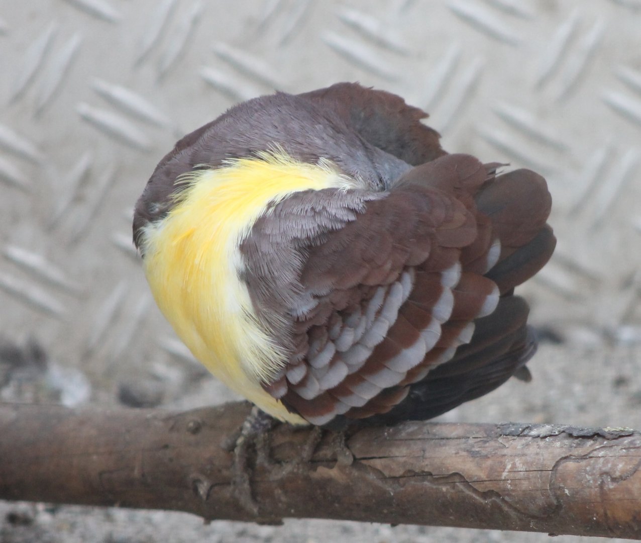 Cinnamon ground-dove