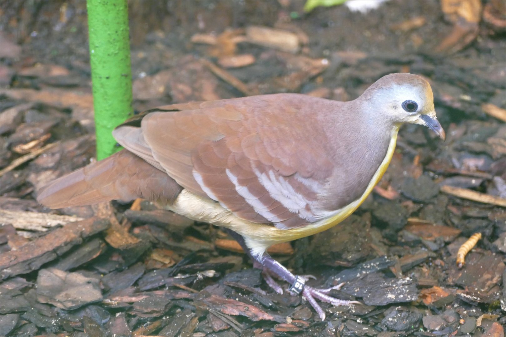 Cinnamon ground-dove