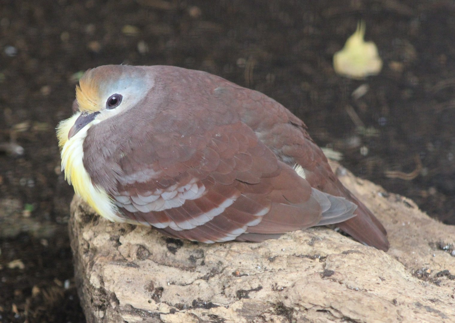 Cinnamon ground-dove