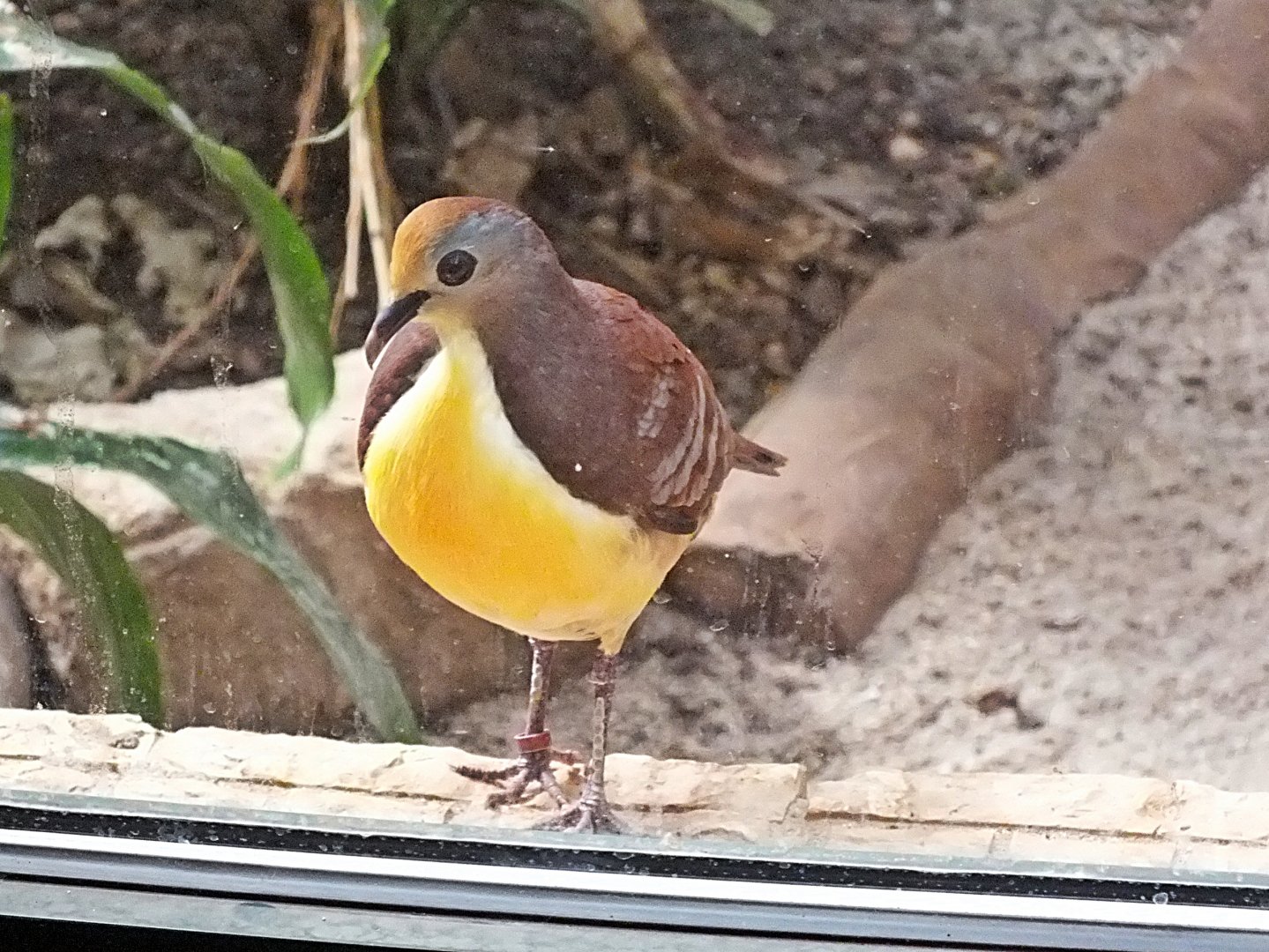 Cinnamon ground dove