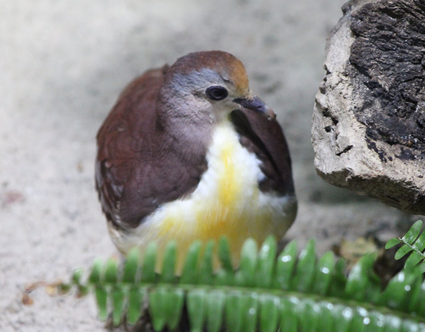 Cinnamon ground-dove