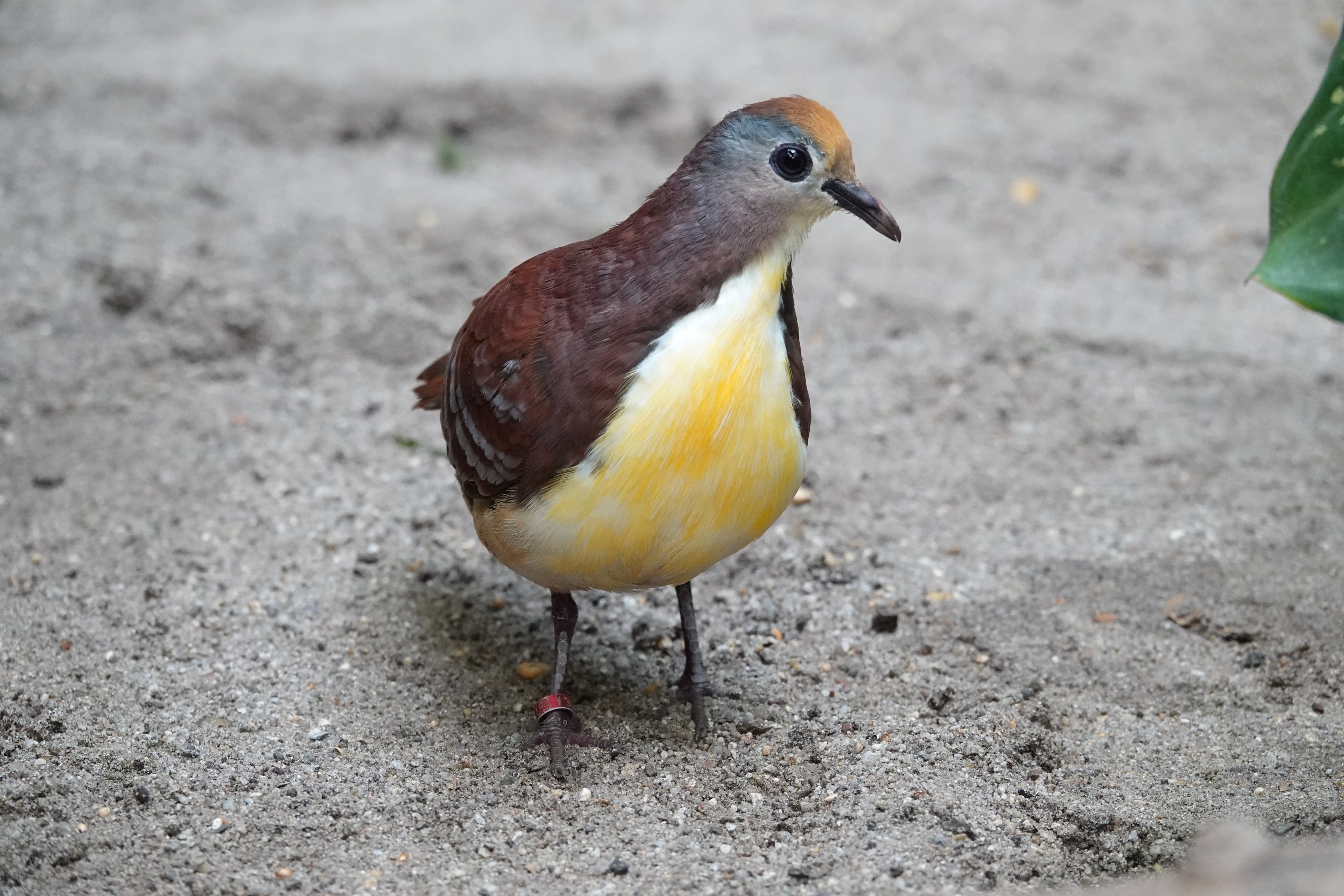 Cinnamon ground-dove