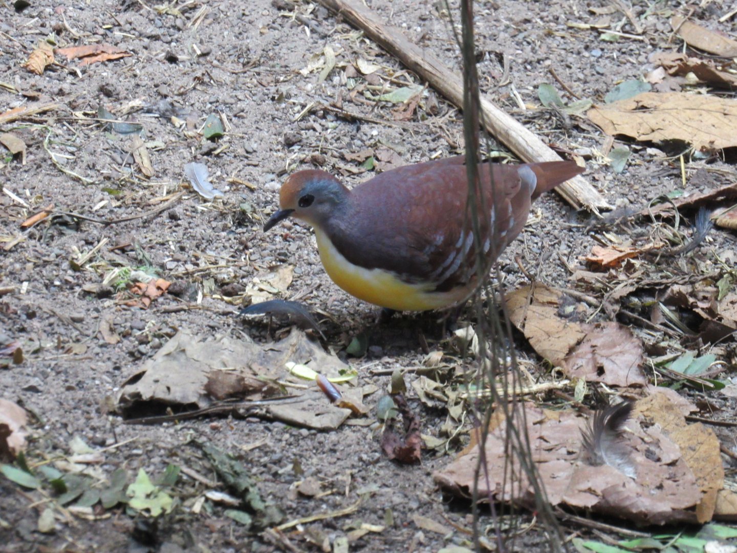 Cinnamon ground-dove