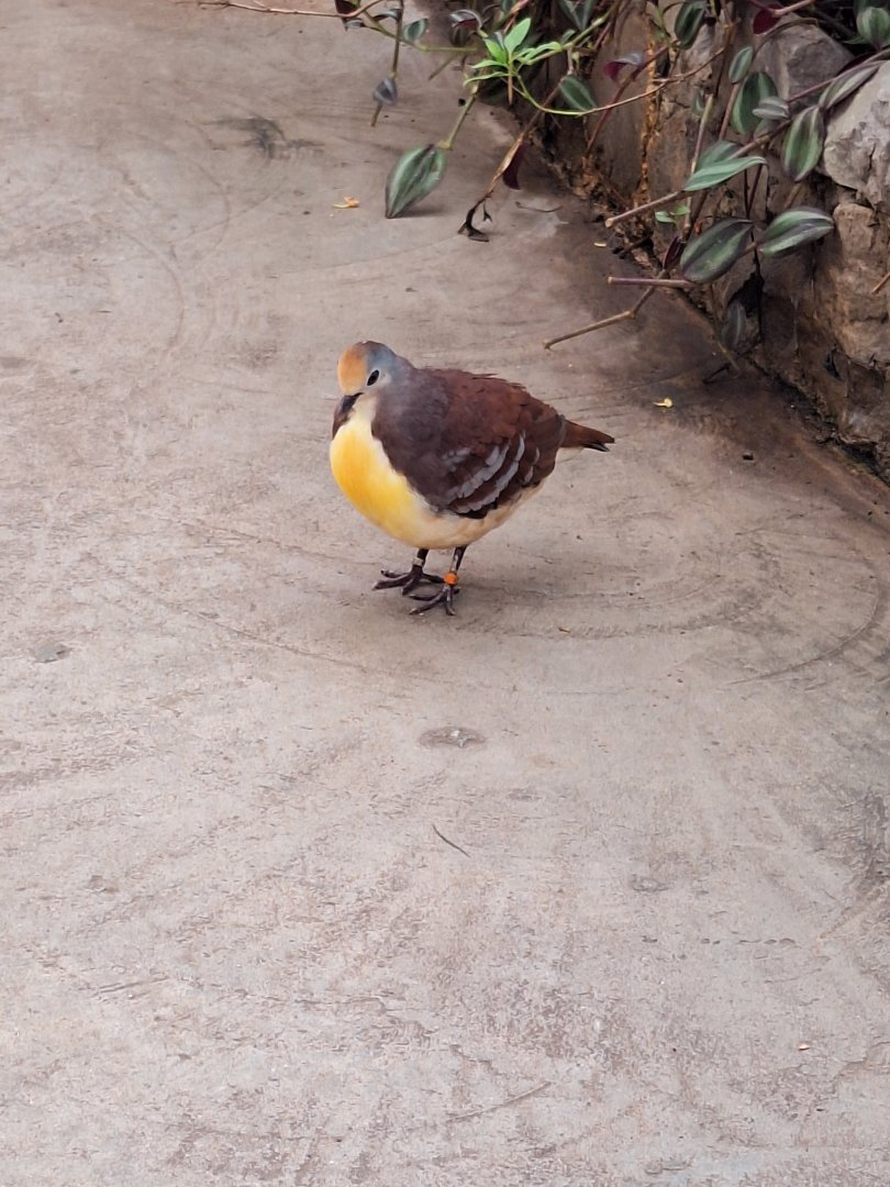 Cinnamon Ground Dove
