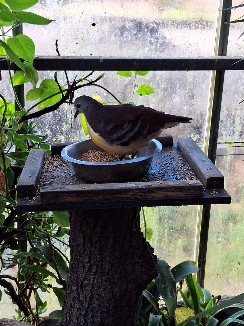 Cinnamon Ground Dove