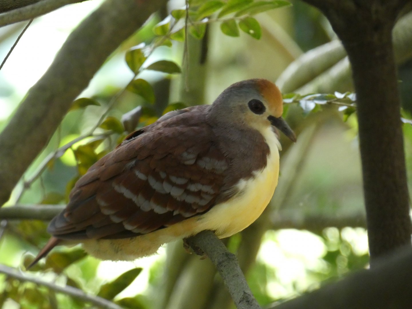 Cinnamon ground dove