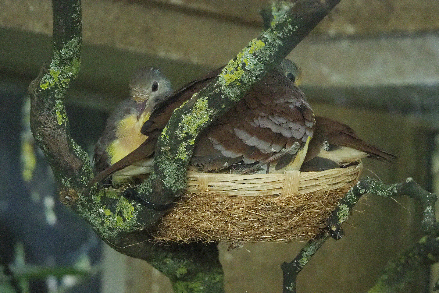 Cinnamon ground-doves (Gallicolumba rufigula)2022-05-26