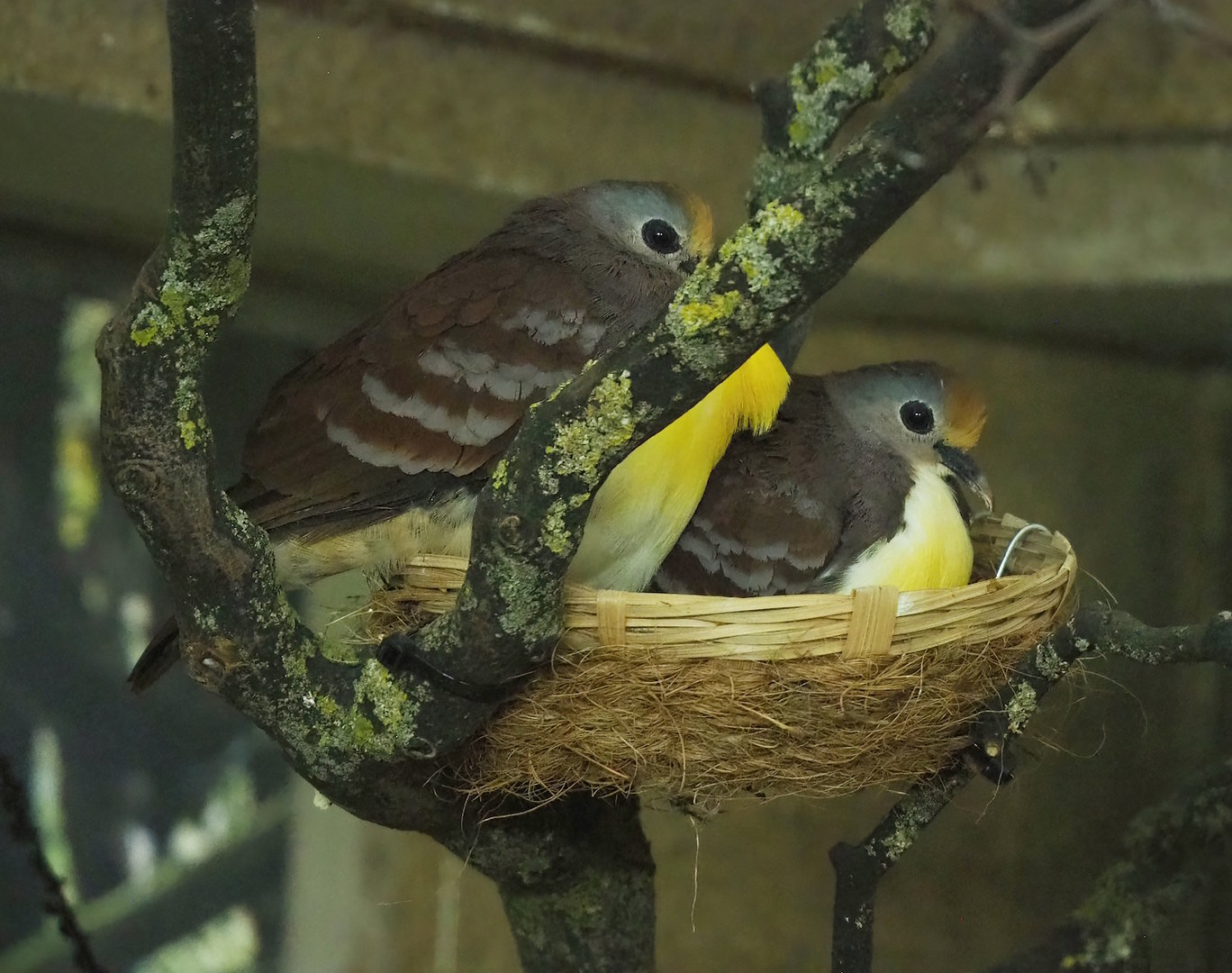 Cinnamon ground doves (Gallicolumba rufigula) on nest, 2022-09-04